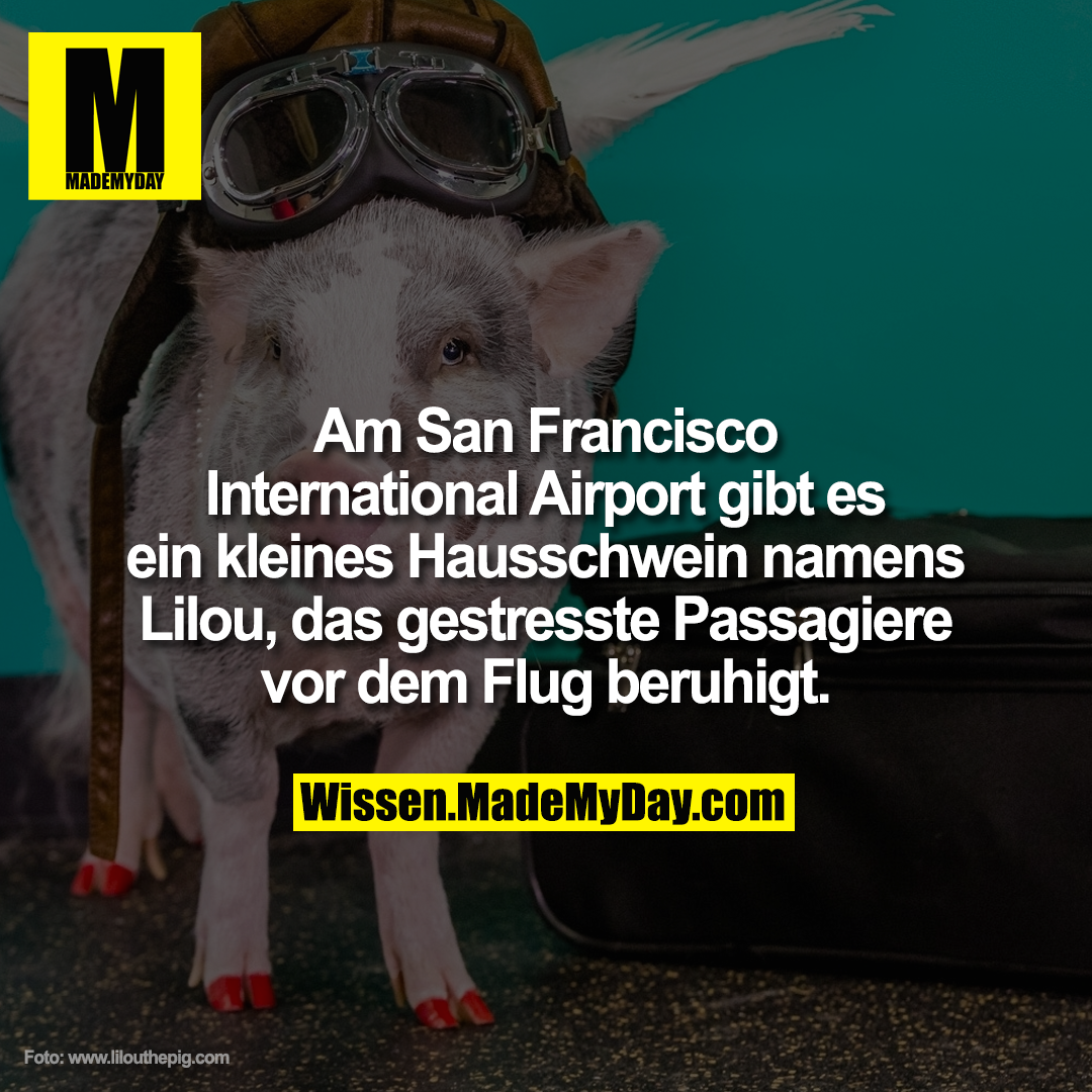 Am San Francisco International Airport gibt es ein kleines Hausschwein namens Lilou, das gestresste Passagiere vor dem Flug beruhigt.