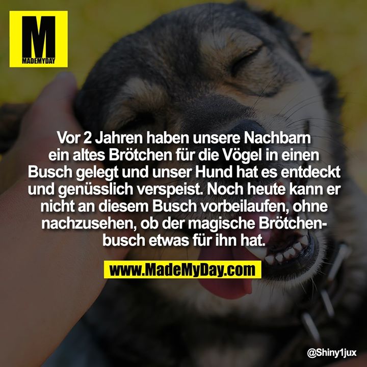 Vor 2 Jahren haben unsere Nachbarn ein altes Brötchen für die Vögel in einen Busch gelegt und unser Hund hat es entdeckt und genüsslich verspeist. Noch heute kann er nicht an diesem Busch vorbeilaufen, ohne nachzusehen, ob der magische Brötchenbusch etwas für ihn hat.