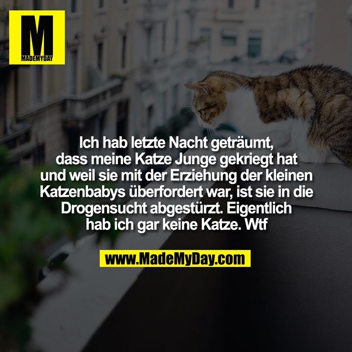 Ich hab letzte Nacht geträumt, dass meine Katze Junge gekriegt hat und weil sie mit der Erziehung der kleinen Katzenbabys überfordert war, ist sie in die Drogensucht abgestürzt. Eigentlich hab ich gar keine Katze. Wtf