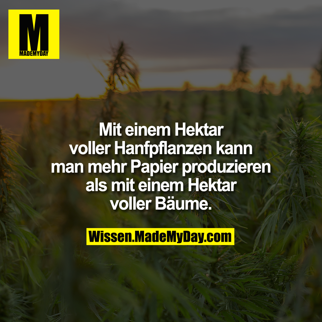 Mit einem Hektar voller Hanfpflanzen kann man mehr Papier produzieren als mit einem Hektar voller Bäume.
