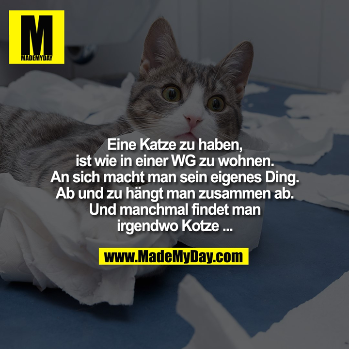Eine Katze zu haben, ist wie in einer WG zu wohnen. An sich macht man sein eigenes Ding. Ab und zu hängt man zusammen ab. Und manchmal findet man irgendwo Kotze...