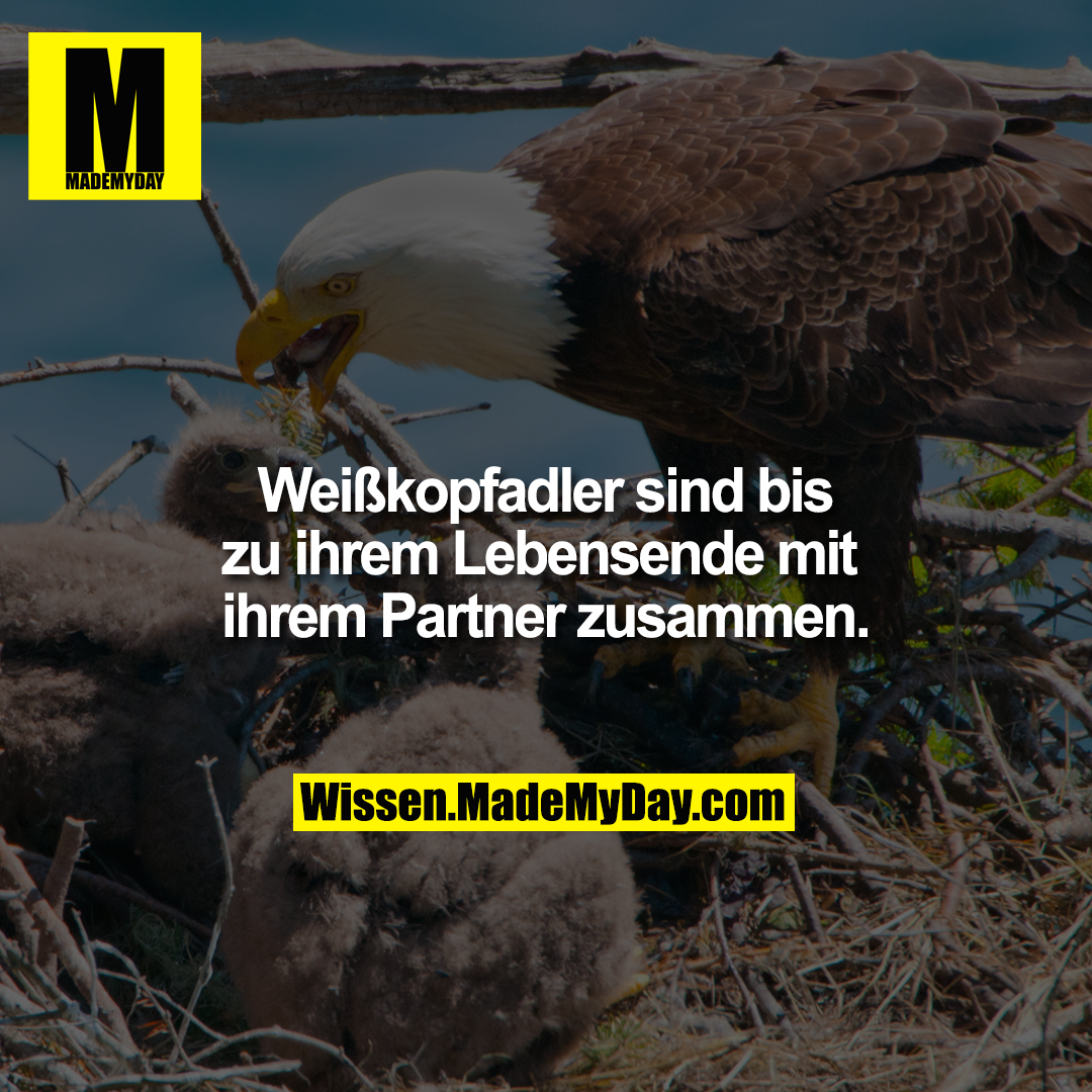 Weißkopfadler sind bis zu ihrem Lebensende mit ihrem Partner zusammen.