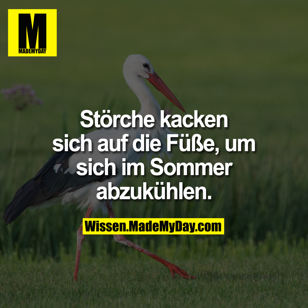 Störche kacken sich auf die Füße, um sich im Sommer abzukühlen.