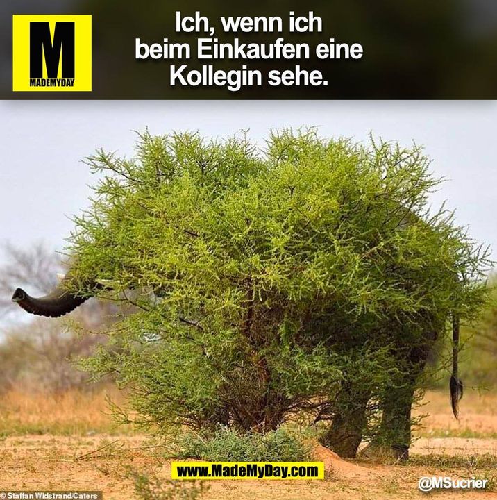 Ich, wenn ich beim Einkaufen eine Kollegin sehe. (BILD)