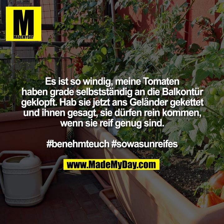 Es ist so windig, meine Tomaten haben grade selbstständig an die Balkontür geklopft. Hab sie jetzt ans Geländer gekettet und ihnen gesagt, sie dürfen rein kommen, wenn sie reif genug sind.<br />
<br />
#benehmteuch #sowasunreifes