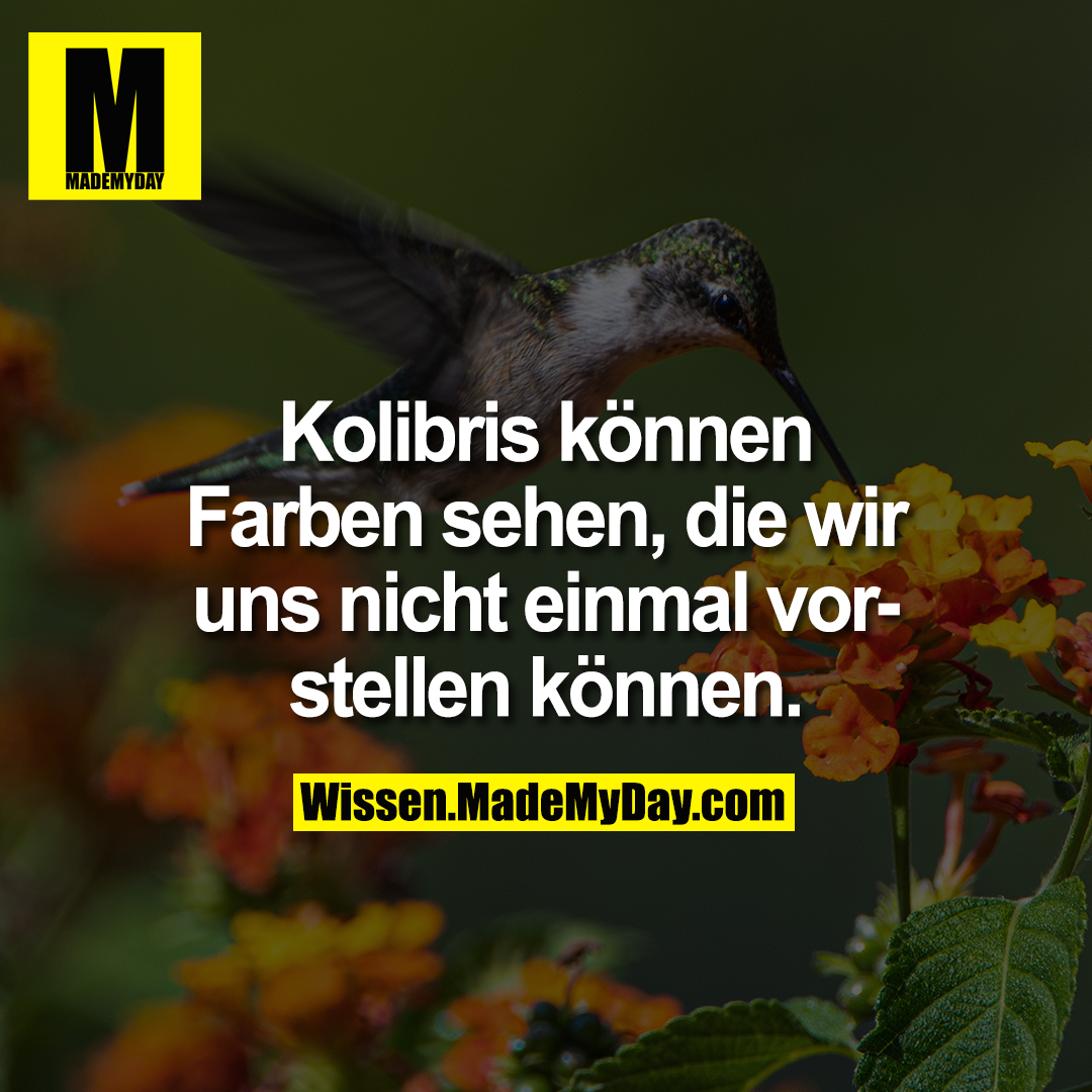 Kolibris können Farben sehen, die wir uns nicht einmal vorstellen können.