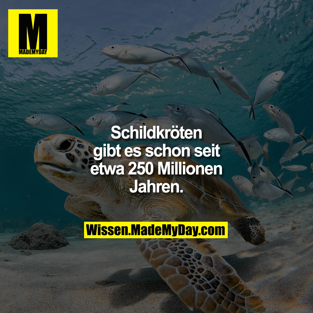 Schildkröten gibt es schon seit etwa 250 Millionen Jahren.