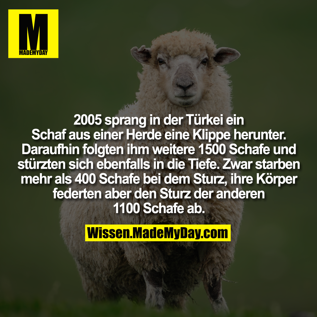 2005 sprang in der Türkei ein Schaf aus einer Herde eine Klippe herunter. Daraufhin folgten ihm weitere 1500 Schafe und stürzten sich ebenfalls in die Tiefe. Zwar starben mehr als 400 Schafe bei dem Sturz, ihre Körper federten aber den Sturz der anderen 1100 Schafe ab.
