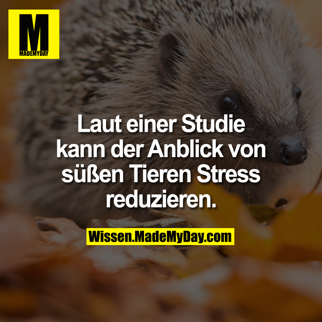 Laut einer Studie kann der Anblick von süßen Tieren Stress reduzieren.