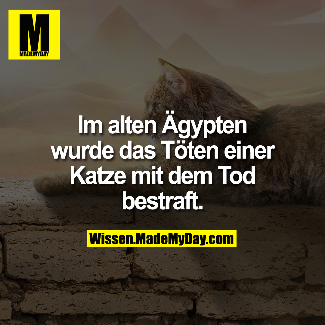 Im alten &Auml;gypten wurde das T&ouml;ten einer Katze mit dem Tod bestraft.