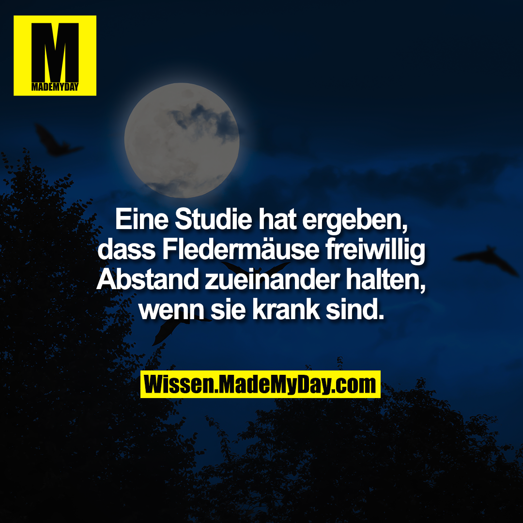 Eine Studie hat ergeben, dass Fledermäuse freiwillig Abstand zueinander halten, wenn sie krank sind.