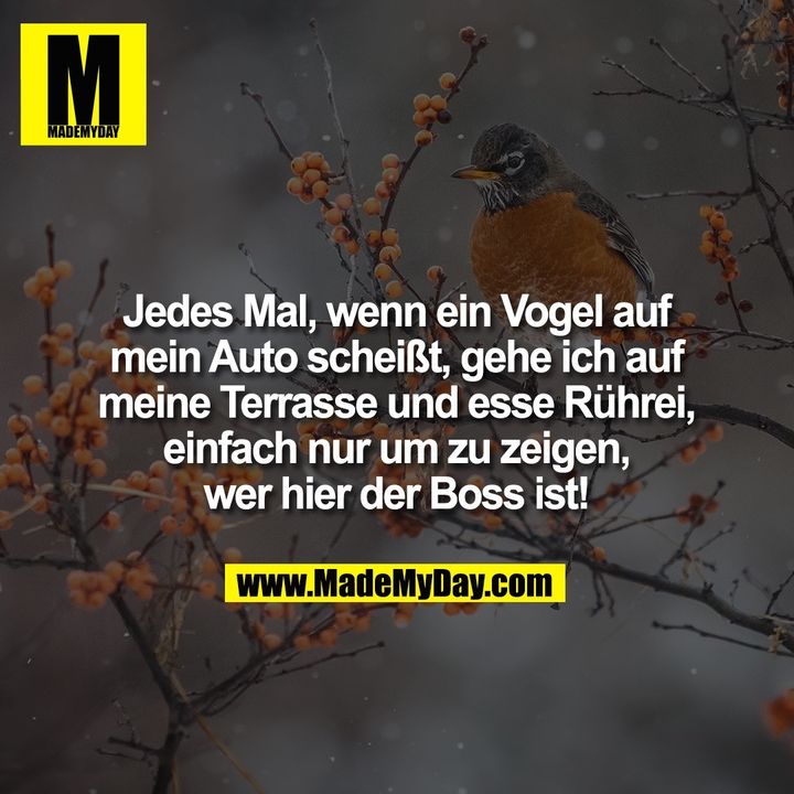 Jedes Mal, wenn ein Vogel auf mein Auto scheißt, gehe ich auf meine Terrasse und esse Rührei, einfach nur um zu zeigen, wer hier der Boss ist!