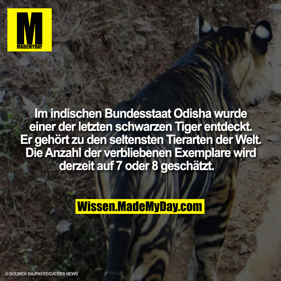 Im indischen Bundesstaat Odisha wurde einer der letzten schwarzen Tiger entdeckt. Er gehört zu den seltensten Tierarten der Welt. Die Anzahl der verbliebenen Exemplare wird derzeit auf 7 oder 8 geschätzt.