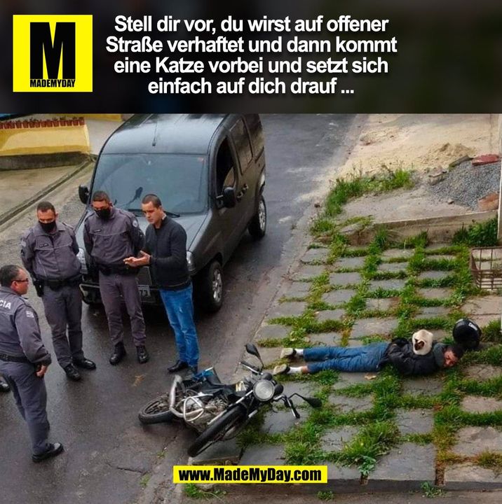 Stell dir vor, du wirst auf offener Straße verhaftet und dann kommt eine Katze vorbei und setzt sich einfach auf dich drauf ...