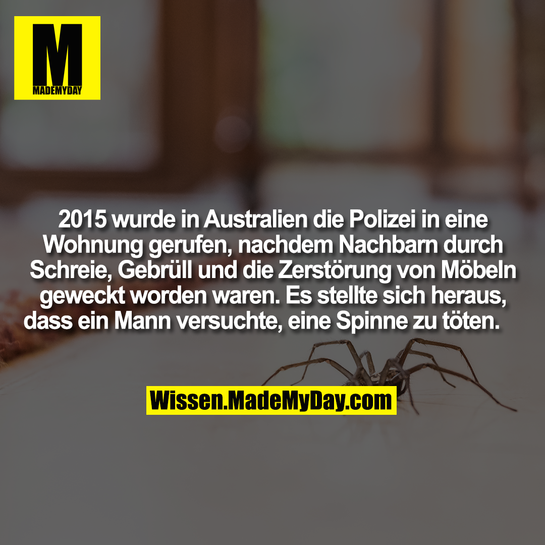 2015 wurde in Australien die Polizei in eine Wohnung gerufen, nachdem Nachbarn durch Schreie, Gebrüll und die Zerstörung von Möbeln geweckt worden waren. Es stellte sich heraus, dass ein Mann versuchte, eine Spinne zu töten.