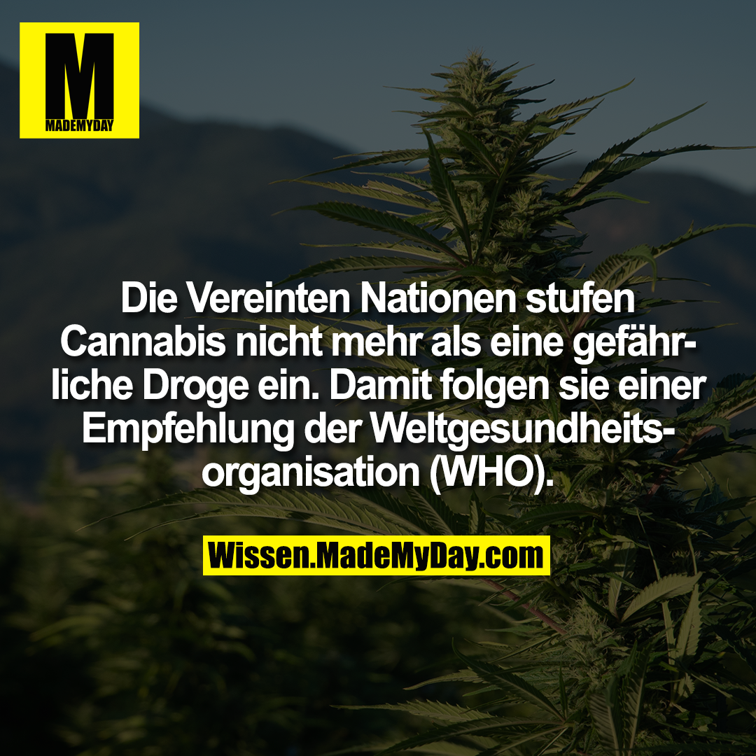 Die Vereinten Nationen stufen Cannabis nicht mehr als eine gefährliche Droge ein. Damit folgen sie einer Empfehlung der Weltgesundheitsorganisation (WHO).