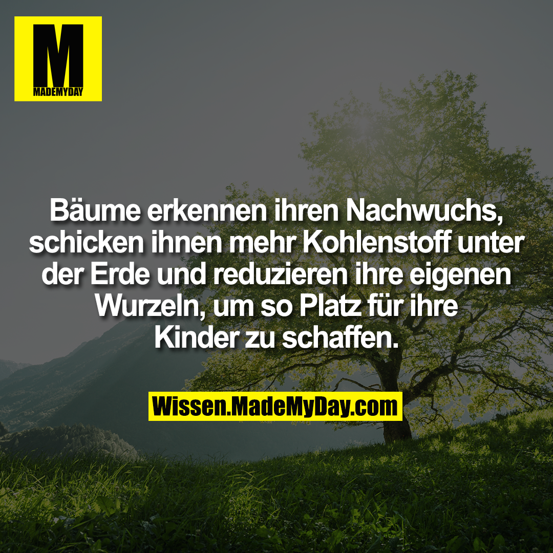 Bäume erkennen ihren Nachwuchs, schicken ihnen mehr Kohlenstoff unter der Erde und reduzieren ihre eigenen Wurzeln, um so Platz für ihre Kinder zu schaffen.