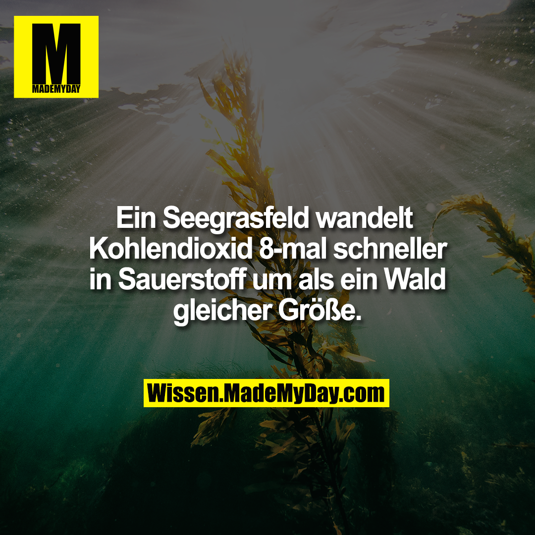 Ein Seegrasfeld wandelt Kohlendioxid 8-mal schneller in Sauerstoff um als ein Wald gleicher Gr&ouml;&szlig;e.