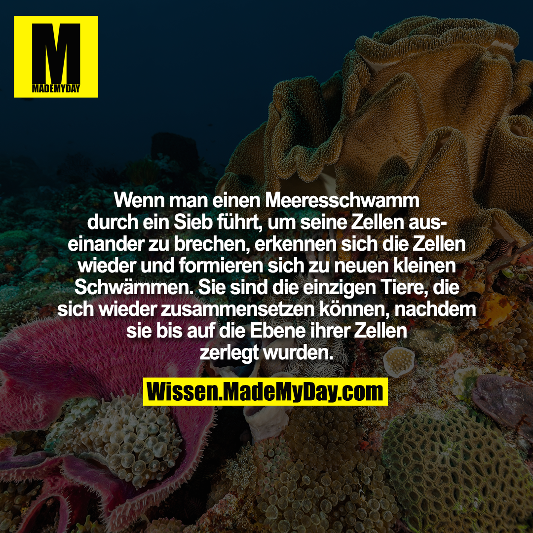 Wenn man einen Meeresschwamm durch ein Sieb führt, um seine Zellen auseinander zu brechen, erkennen sich die Zellen wieder und formieren sich zu neuen kleinen Schwämmen. Sie sind die einzigen Tiere, die sich wieder zusammensetzen können, nachdem sie bis auf die Ebene ihrer Zellen zerlegt wurden.