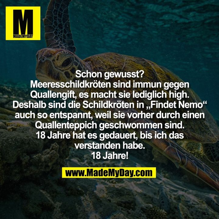 Schon gewusst?<br />
Meeresschildkröten sind immun gegen<br />
Quallengift, es macht sie lediglich high.<br />
Deshalb sind die Schildkröten in „Findet Nemo“<br />
auch so entspannt, weil sie vorher durch einen<br />
Quallenteppich geschwommen sind.<br />
18 Jahre hat es gedauert, bis ich das<br />
verstanden habe.<br />
18 Jahre!