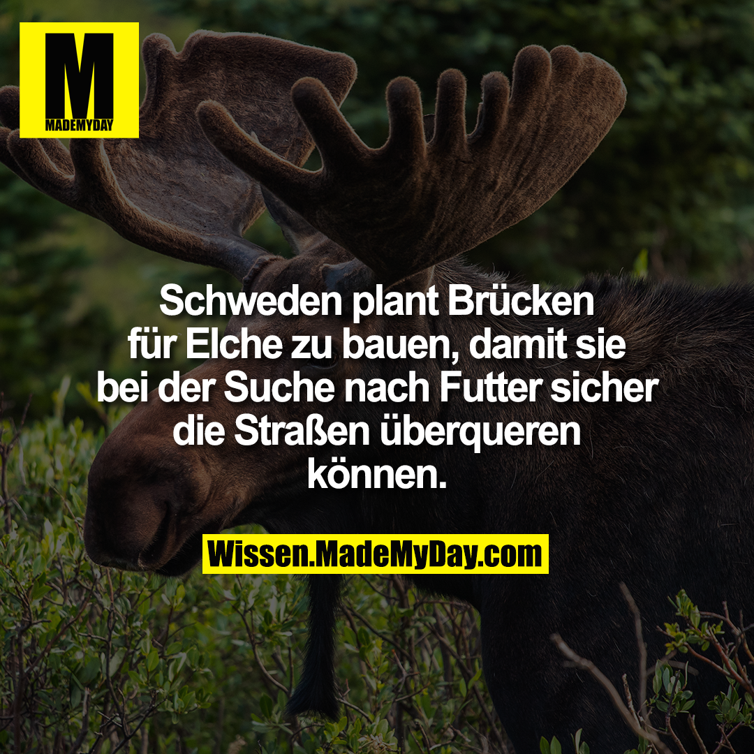 Schweden plant Brücken für Elche zu bauen, damit sie bei der Suche nach Futter sicher die Straßen überqueren können.