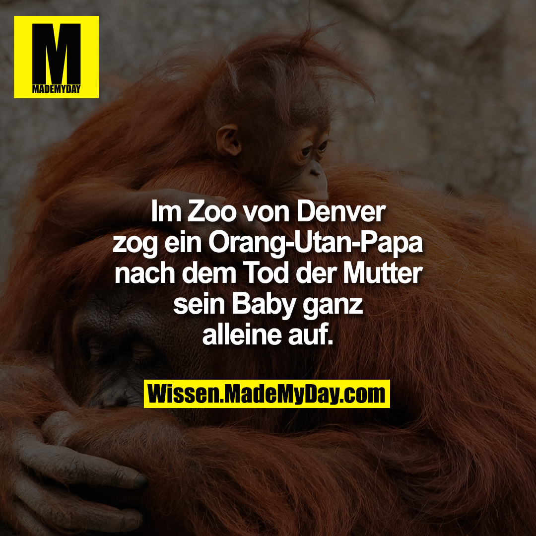 Im Zoo von Denver zog ein Orang-Utan-Papa nach dem Tod der Mutter sein Baby ganz alleine auf.
