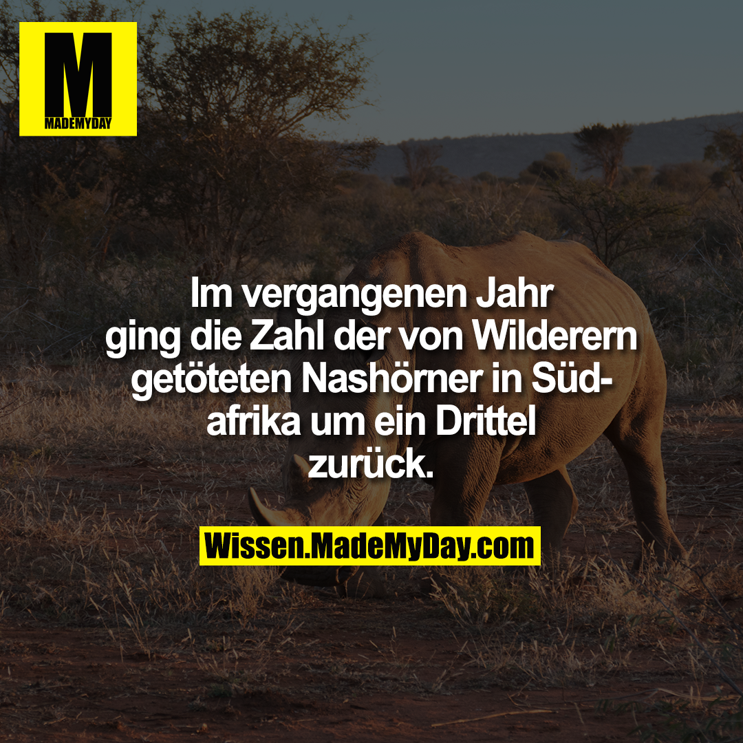Im vergangenen Jahr ging die Zahl der von Wilderern getöteten Nashörner in Südafrika um ein Drittel zurück.