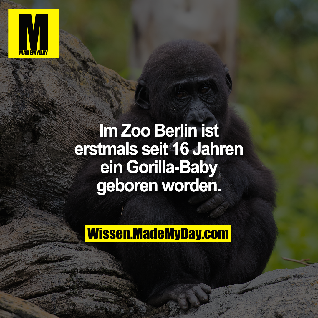 Im Zoo Berlin ist erstmals seit 16 Jahren ein Gorilla-Baby geboren worden.