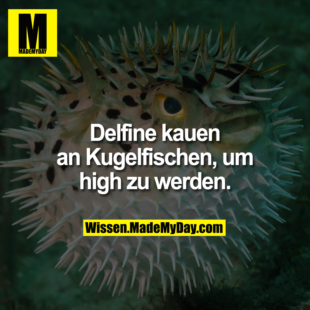 Delfine kauen an Kugelfischen, um high zu werden.