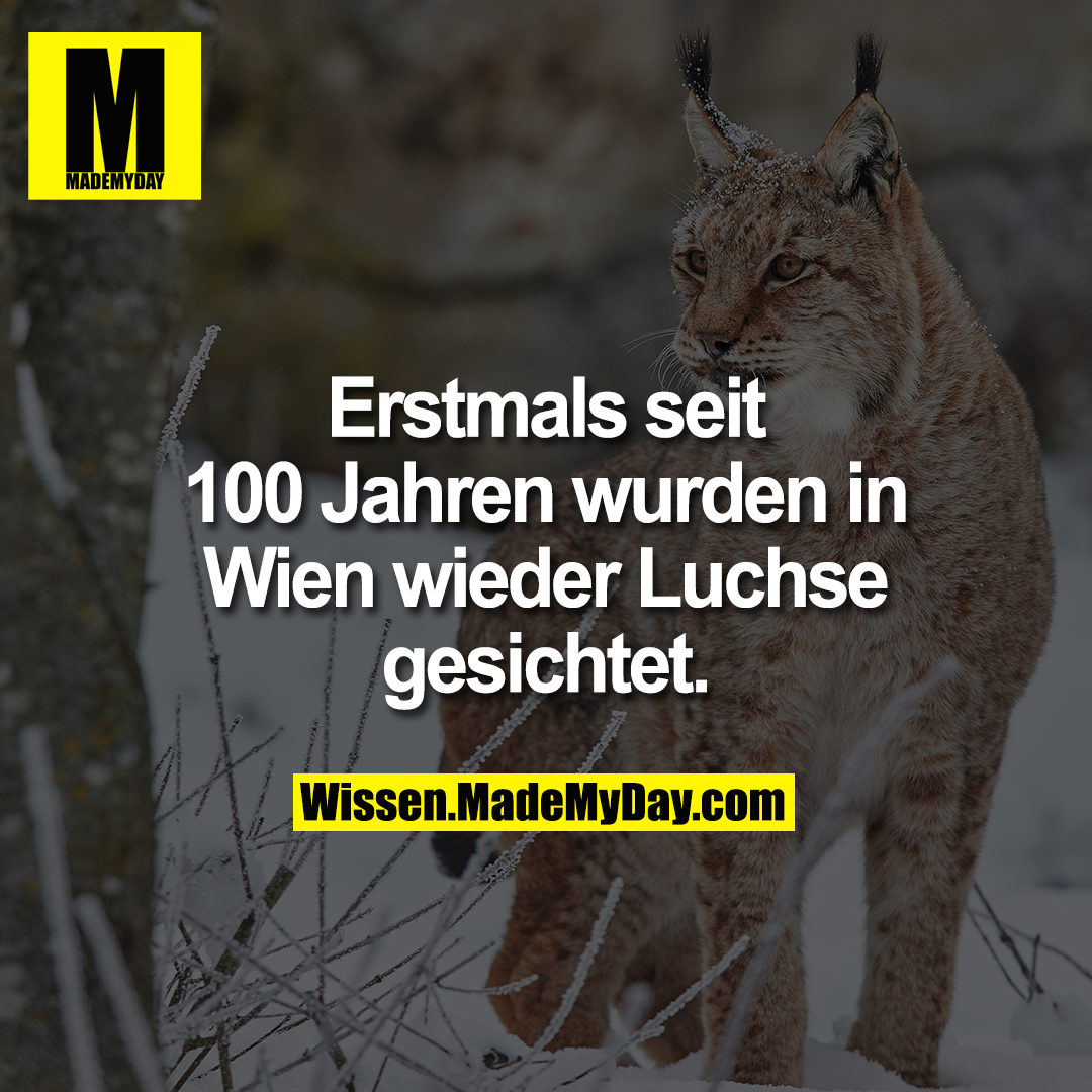 Erstmals seit 100 Jahren wurden in Wien wieder Luchse gesichtet.