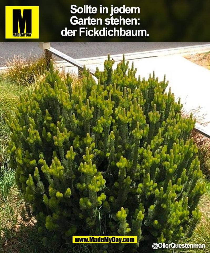 Sollte in jedem Garten stehen: der Fickdichbaum. @OllerQuestenman (BILD)
