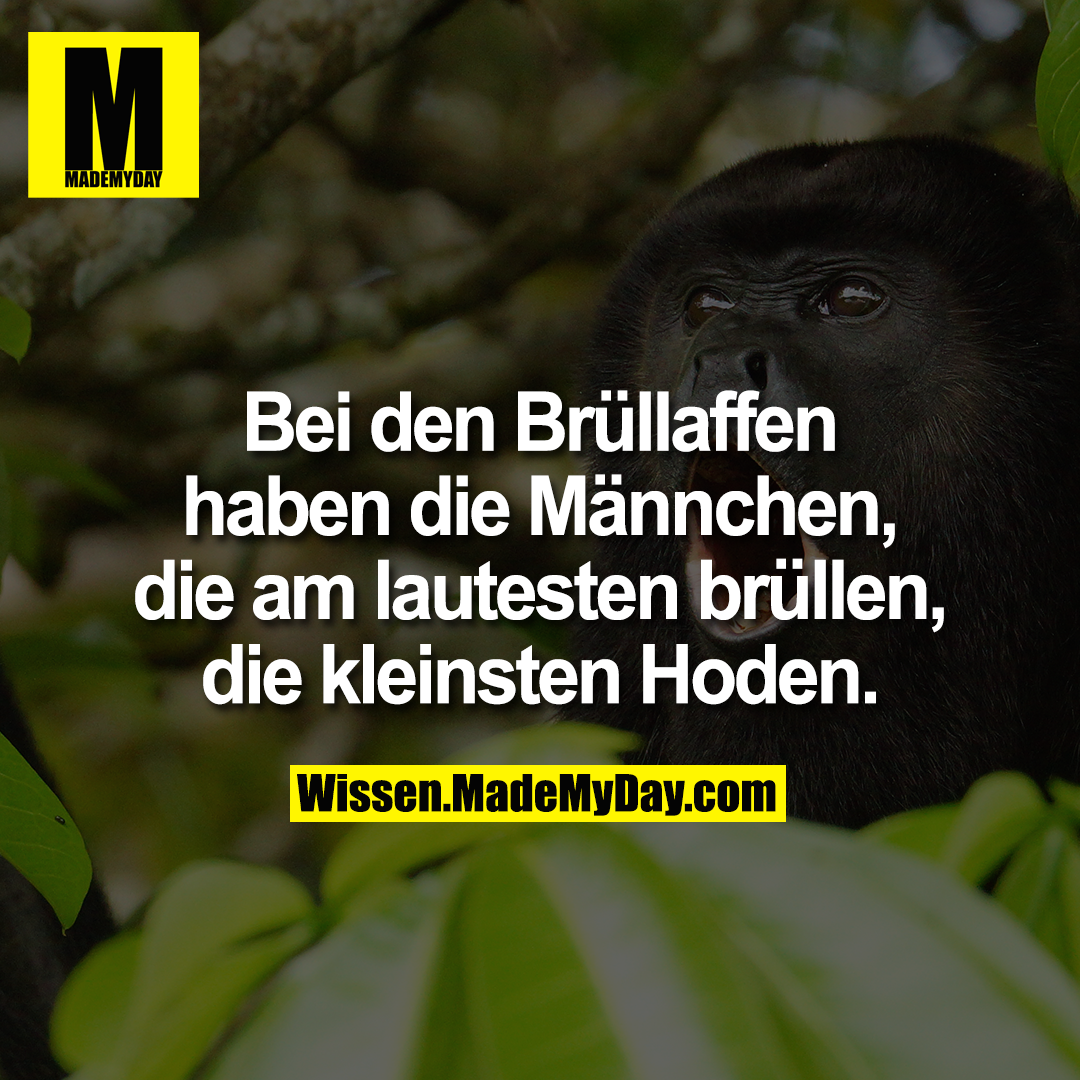 Bei den Brüllaffen haben die Männchen, die am lautesten brüllen, die kleinsten Hoden.