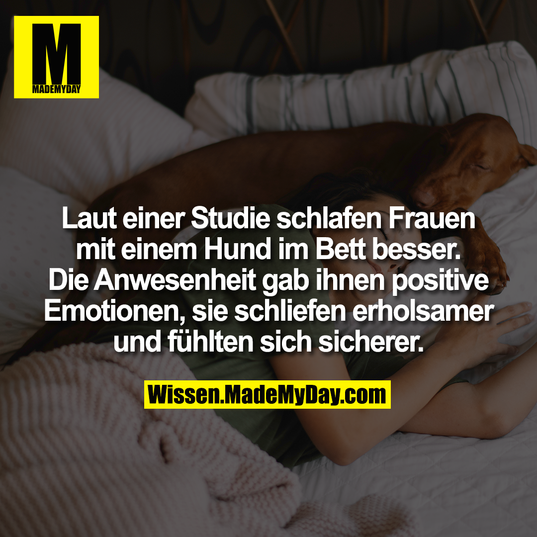 Laut einer Studie schlafen Frauen mit einem Hund im Bett besser. Die Anwesenheit gab ihnen positive Emotionen, sie schliefen erholsamer und fühlten sich sicherer.