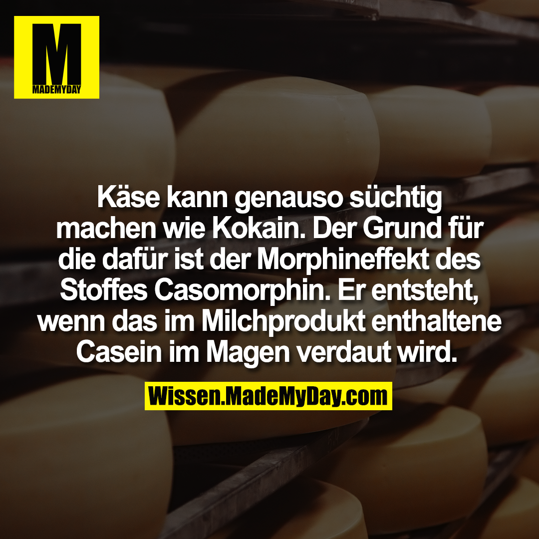 Käse kann genauso süchtig machen wie Kokain. Der Grund für die dafür ist der Morphineffekt des Stoffes Casomorphin. Er entsteht, wenn das im Milchprodukt enthaltene Casein im Magen verdaut wird.