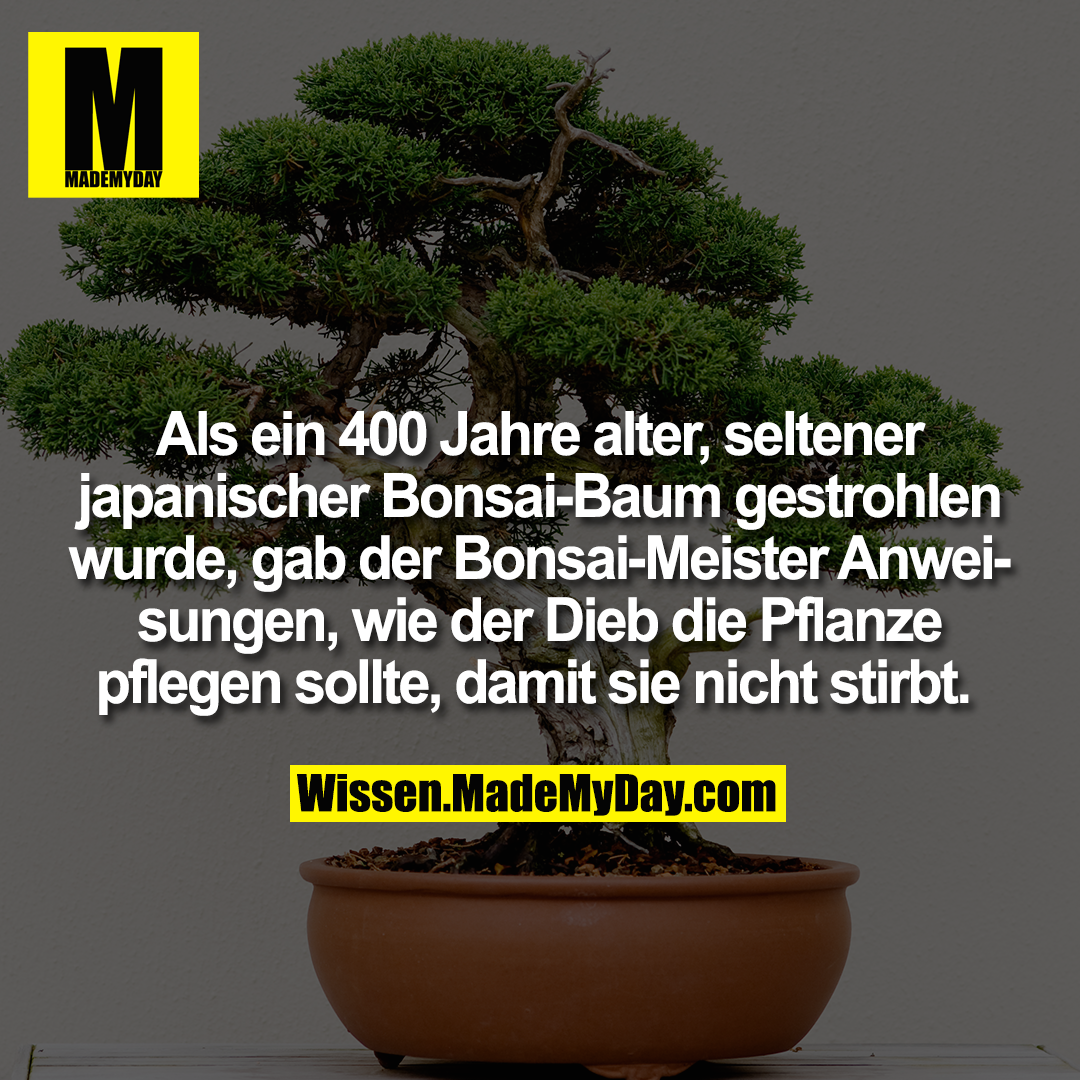 Als ein 400 Jahre alter, seltener japanischer Bonsai-Baum gestrohlen wurde, gab der Bonsai-Meister Anweisungen, wie der Dieb die Pflanze pflegen sollte, damit sie nicht stirbt.