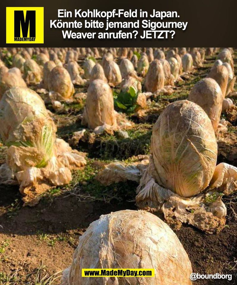 Ein Kohlkopf-Feld in Japan.<br />
Könnte bitte jemand Sigourney<br />
Weaver anrufen? JETZT? @boundborg<br />
(BILD)