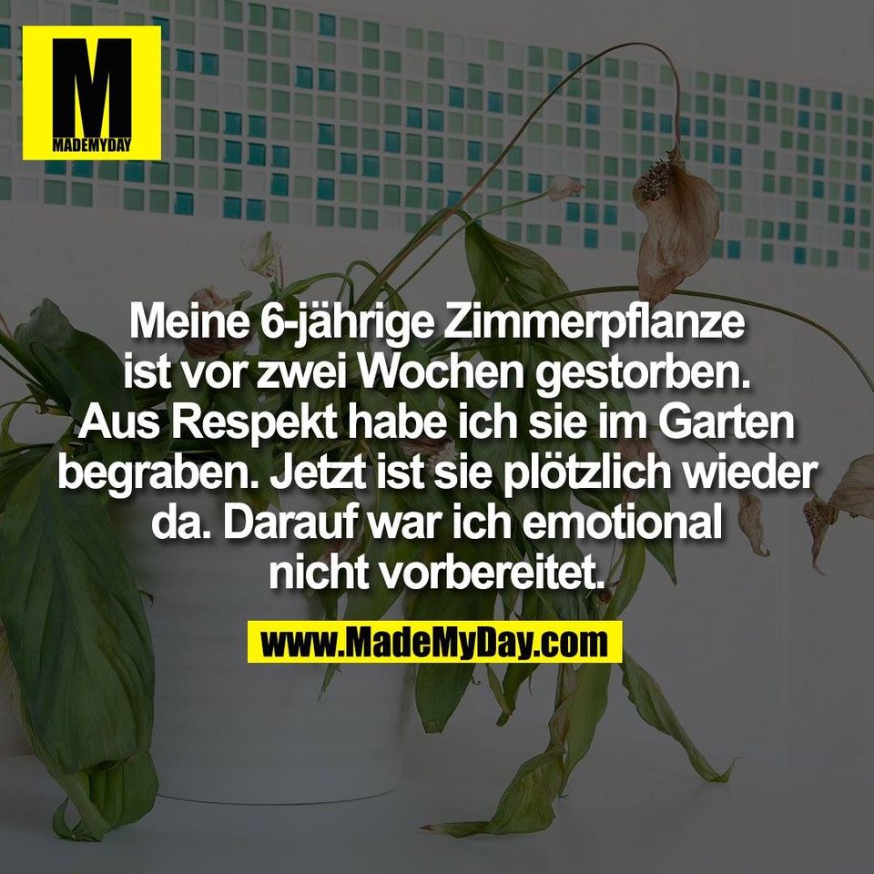 Meine 6-jährige Zimmerpflanze<br />
ist vor zwei Wochen gestorben.<br />
Aus Respekt habe ich sie im Garten<br />
begraben. Jetzt ist sie plötzlich wieder<br />
da. Darauf war ich emotional<br />
nicht vorbereitet.