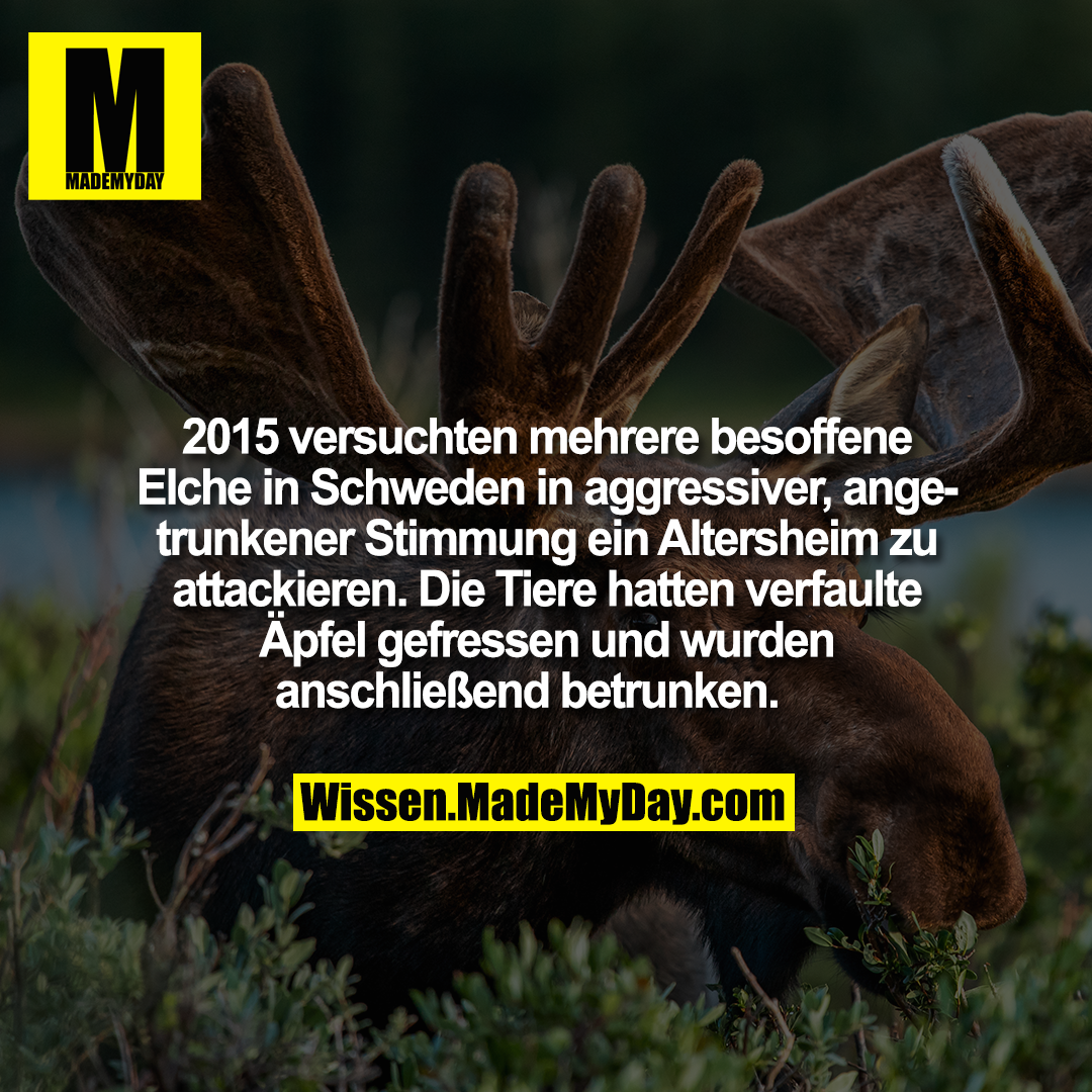 2015 versuchten mehrere besoffene Elche in Schweden in aggressiver, angetrunkener Stimmung ein Altersheim zu attackieren. Die Tiere hatten verfaulte Äpfel gefressen und wurden anschließend betrunken.