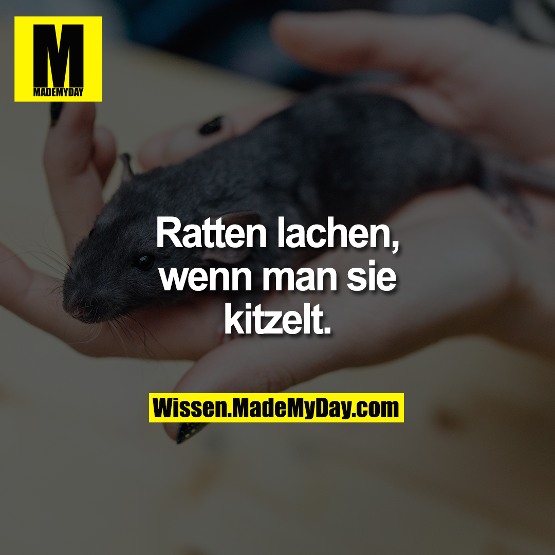 Ratten lachen, wenn man sie kitzelt.