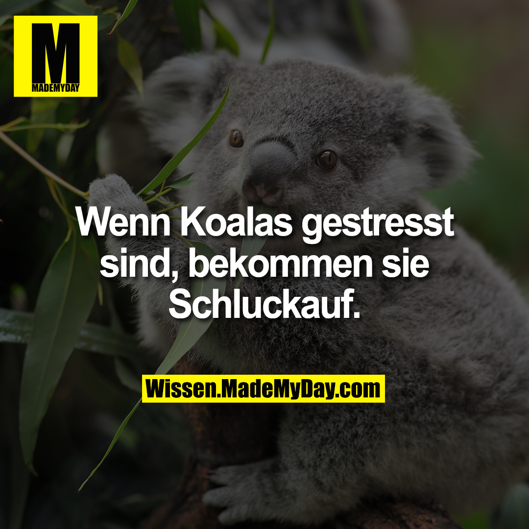 Wenn Koalas gestresst sind, bekommen sie Schluckauf.
