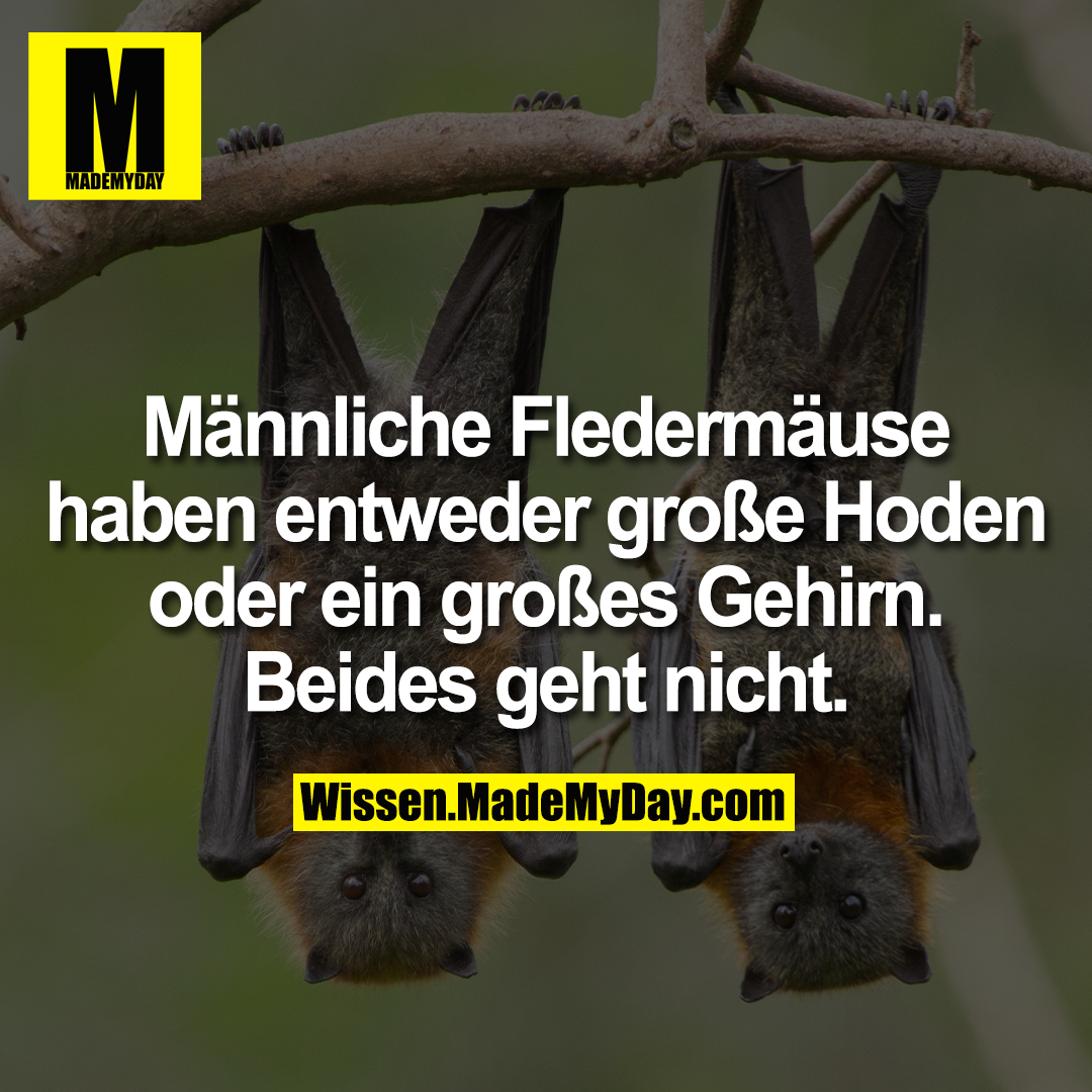 Männliche Fledermäuse haben entweder große Made My Day