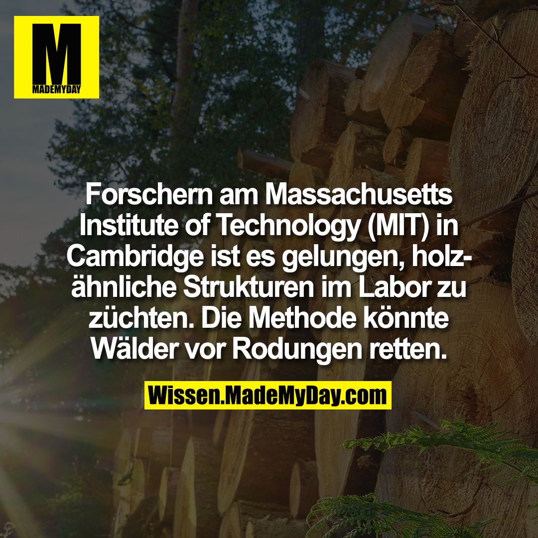 Forschern am Massachusetts Institute of Technology (MIT) in Cambridge ist es gelungen, holzähnliche Strukturen im Labor zu züchten. Die Methode könnte Wälder vor Rodungen retten.