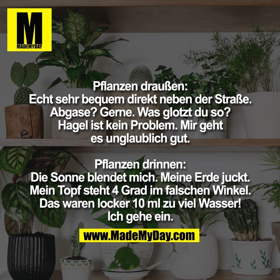 Pflanzen draußen:<br />
Echt sehr bequem direkt neben der Straße.<br />
Abgase? Gerne. Was glotzt du so?<br />
Hagel ist kein Problem. Mir geht<br />
es unglaublich gut.<br />
<br />
Pflanzen drinnen:<br />
Die Sonne blendet mich. Meine Erde juckt.<br />
Mein Topf steht 4 Grad im falschen Winkel.<br />
Das waren locker 10 ml zu viel Wasser!<br />
Ich gehe ein.