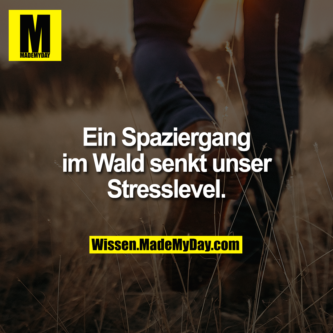 Ein Spaziergang im Wald senkt unser Stresslevel.