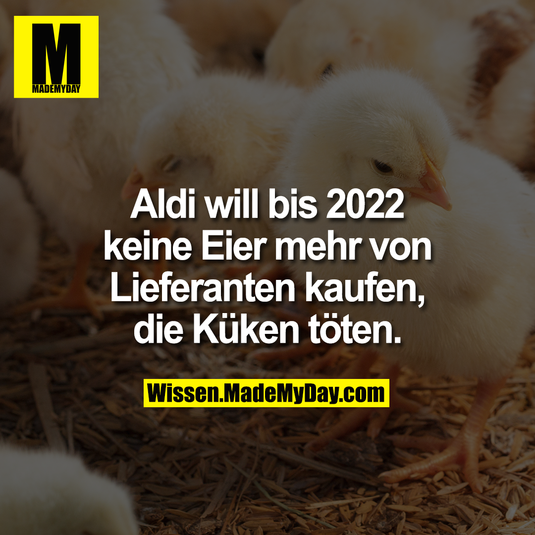 Aldi will bis 2022 keine Eier mehr von Lieferanten kaufen, die Küken töten.