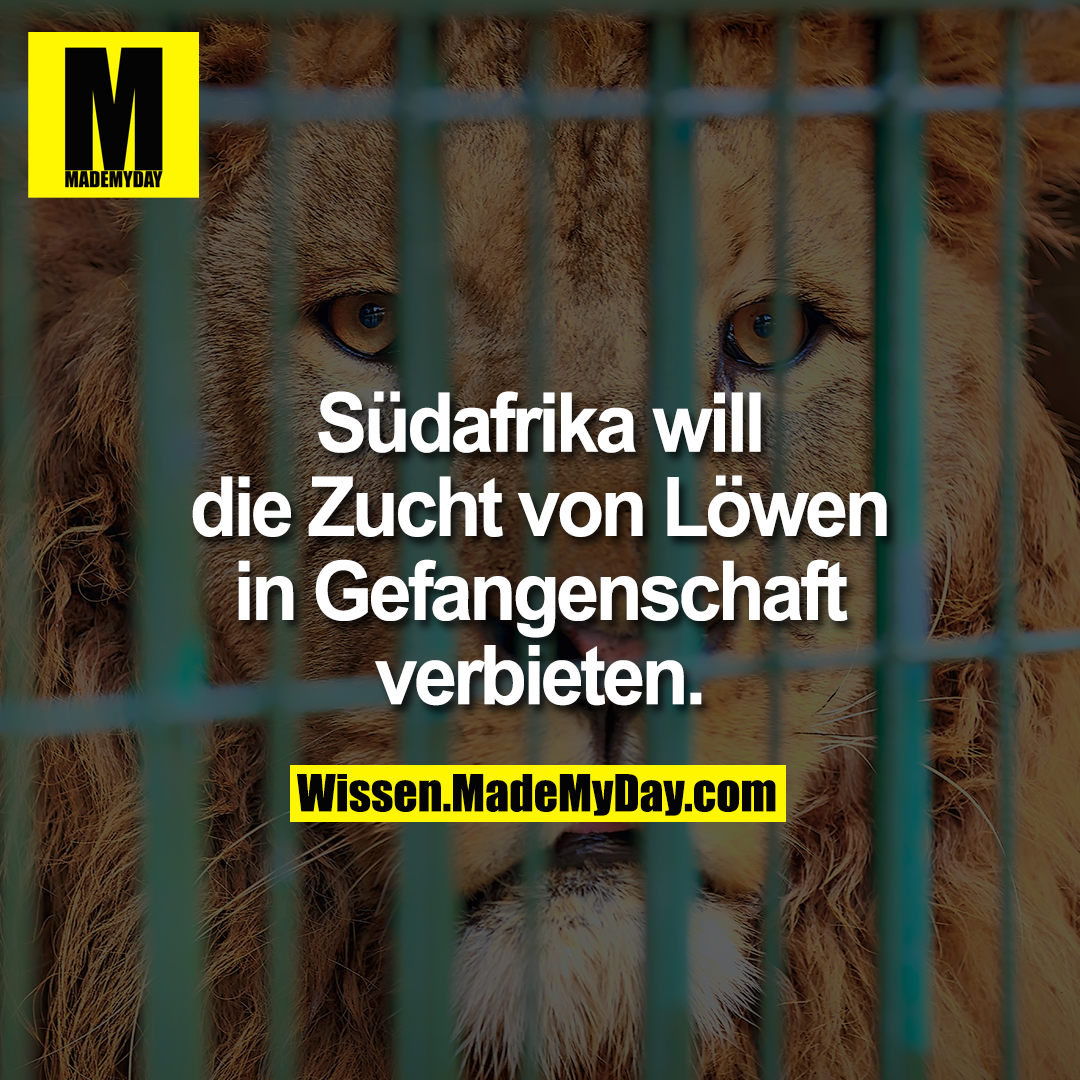 Südafrika will die Zucht von Löwen in Gefangenschaft verbieten.
