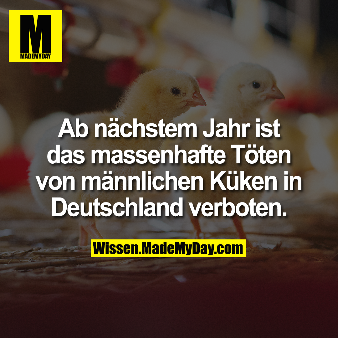 Ab nächstem Jahr ist das massenhafte Töten von männlichen Küken in Deutschland verboten.