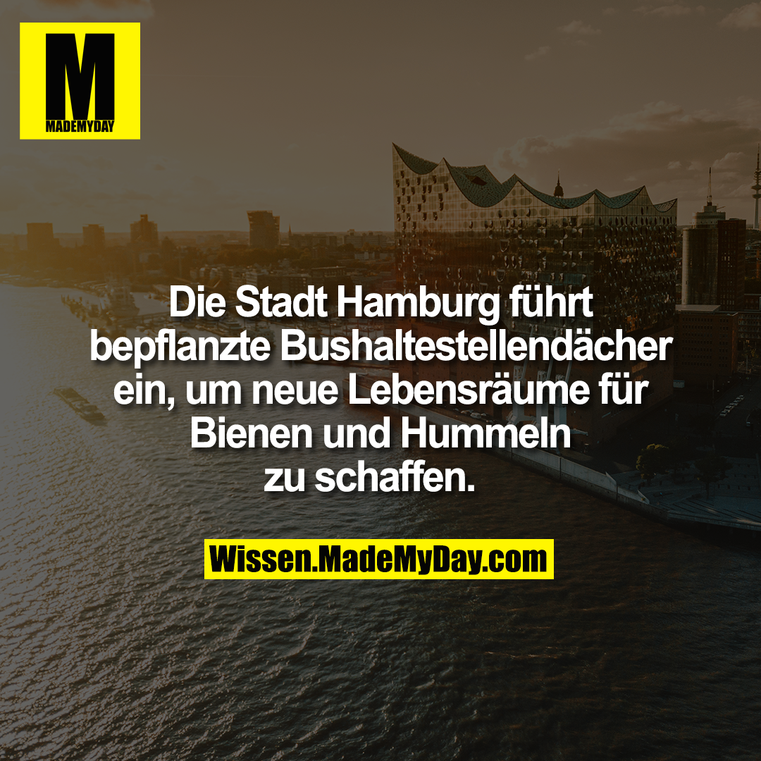Die Stadt Hamburg führt bepflanzte Bushaltestellendächer ein, um neue Lebensräume für Bienen und Hummeln zu schaffen.