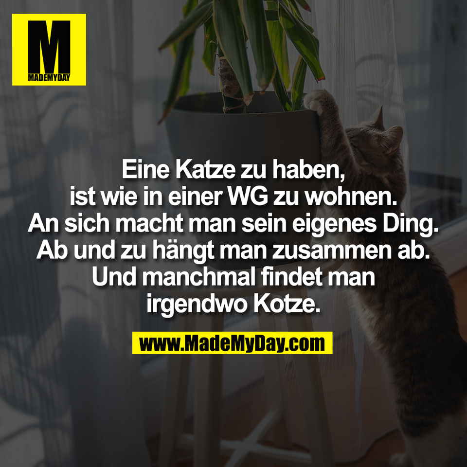 Eine Katze Zu Haben Ist Made My Day