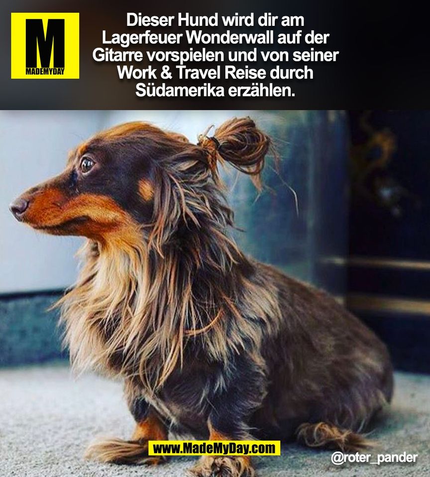Dieser Hund wird dir am<br />
Lagerfeuer Wonderwall auf der<br />
Gitarre vorspielen und von seiner<br />
Work & Travel Reise durch<br />
Südamerika erzählen.<br />
@roter_pander<br />
(BILD)